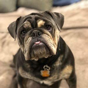 Meet your Posher, Ani